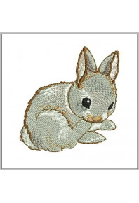 Pet050 - Little bunny
